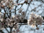 桜咲き始め02.jpg