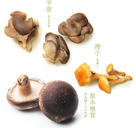 平茸　滑子　原木椎茸