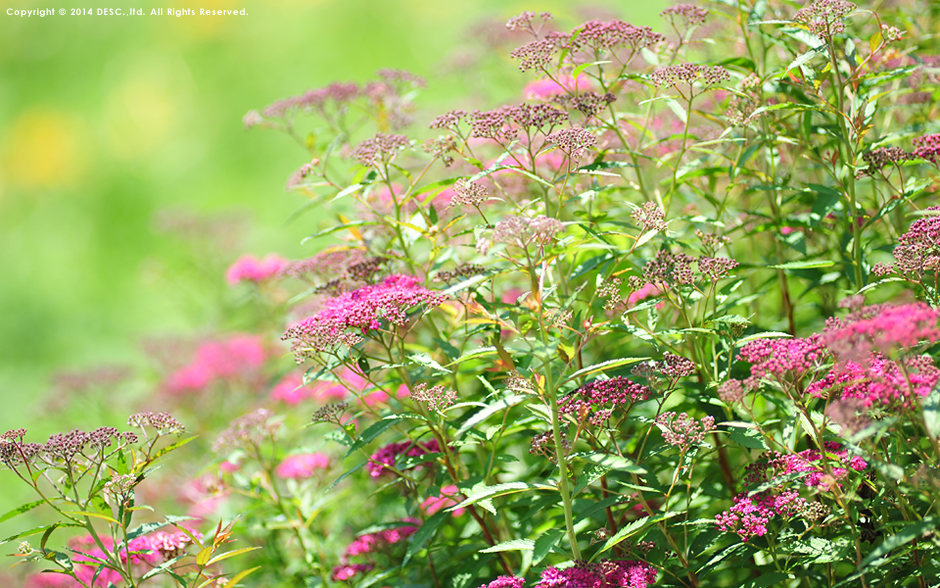 宝台樹やすらぎの森 自然花苑 の花々