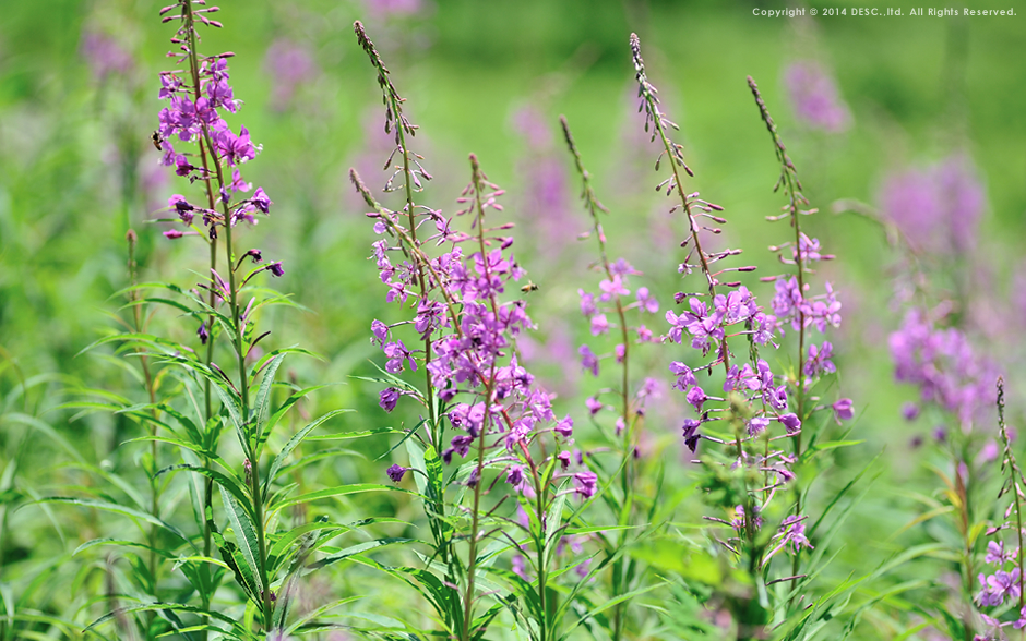 宝台樹やすらぎの森 自然花苑 の花々