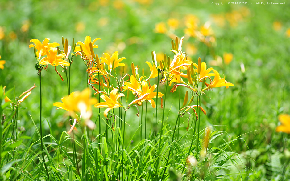 宝台樹やすらぎの森 自然花苑 の花々