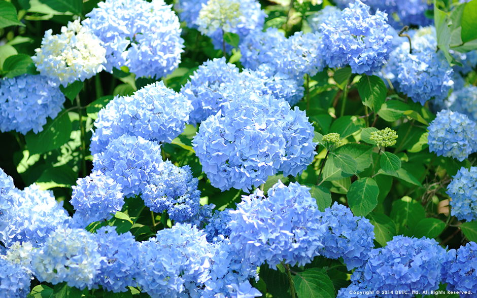 宝台樹やすらぎの森 自然花苑 の花々