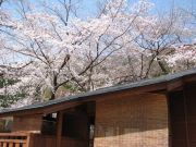 4月18日さくら02.jpg 4月18日さくら02.jpg