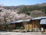 sakura042801.jpg