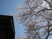 sakura042802.jpg