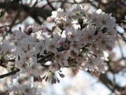 sakura042803.jpg