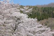 sakura042902.jpg