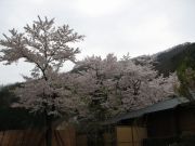 sakura050102.jpg