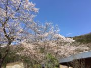 sakura042302.JPG