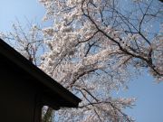 4月19日さくら03.jpg