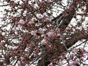 桜100423_3.jpg