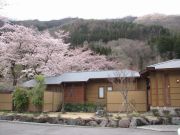 桜100428_1.jpg