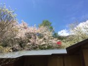 sakura8.JPG