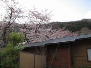 桜100428_2.jpg
