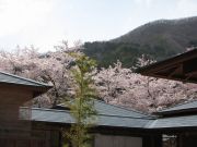 桜100430_1.jpg