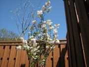 20100515_03.jpg